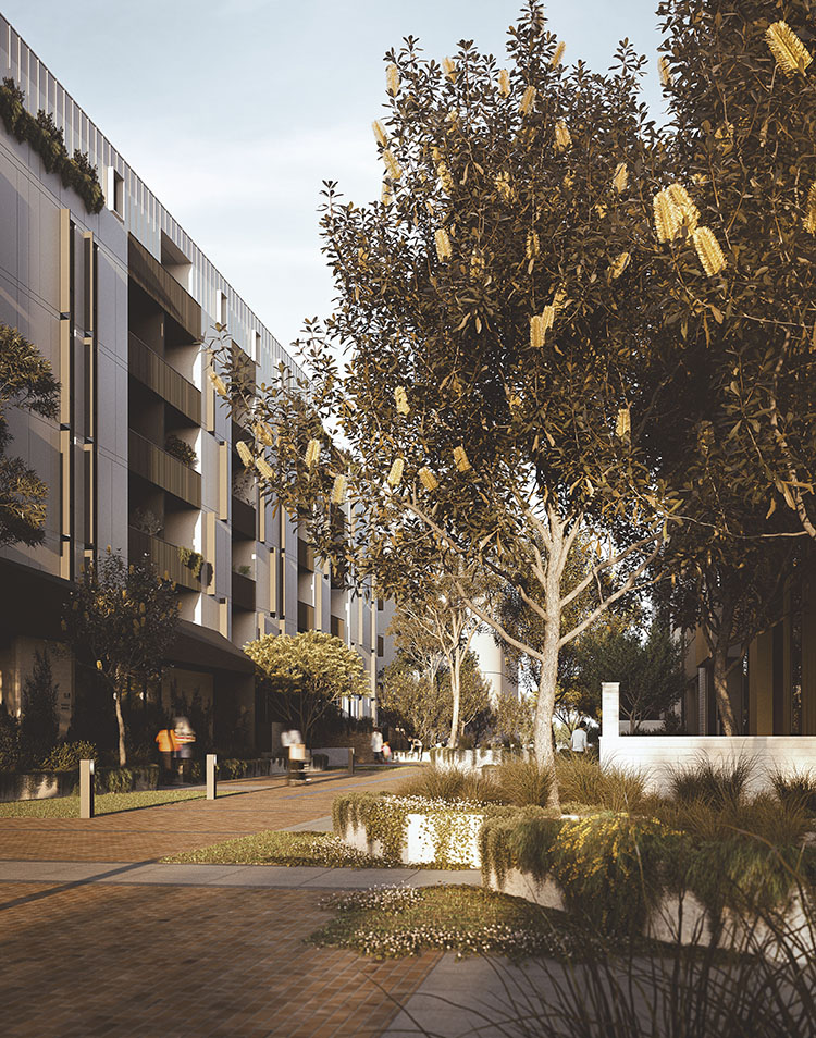   Highett Common mewscollection